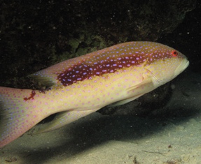 Variola Louti
